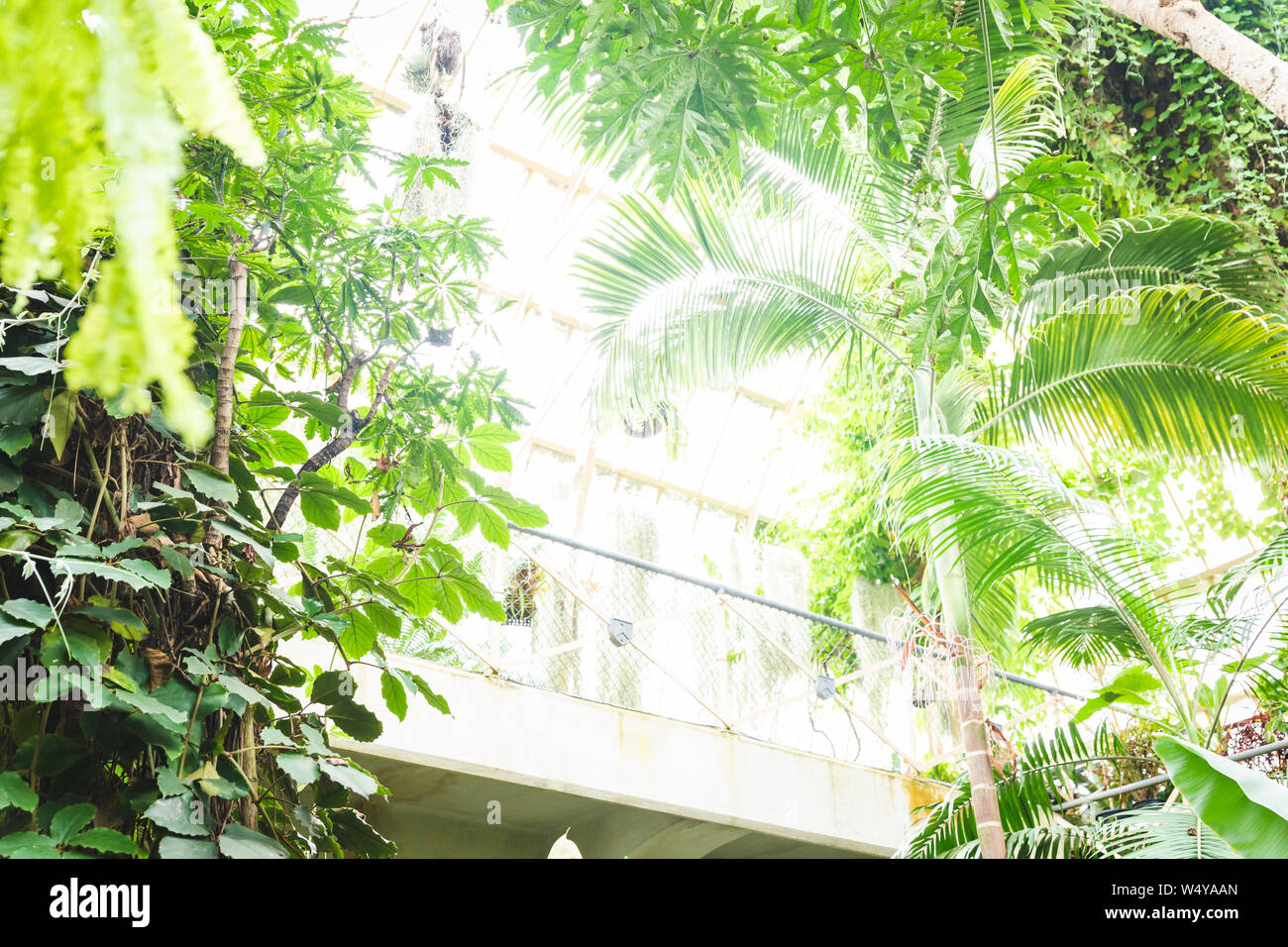 Tropical greenhouse glasshouse sunny interior full of lush green plants ...