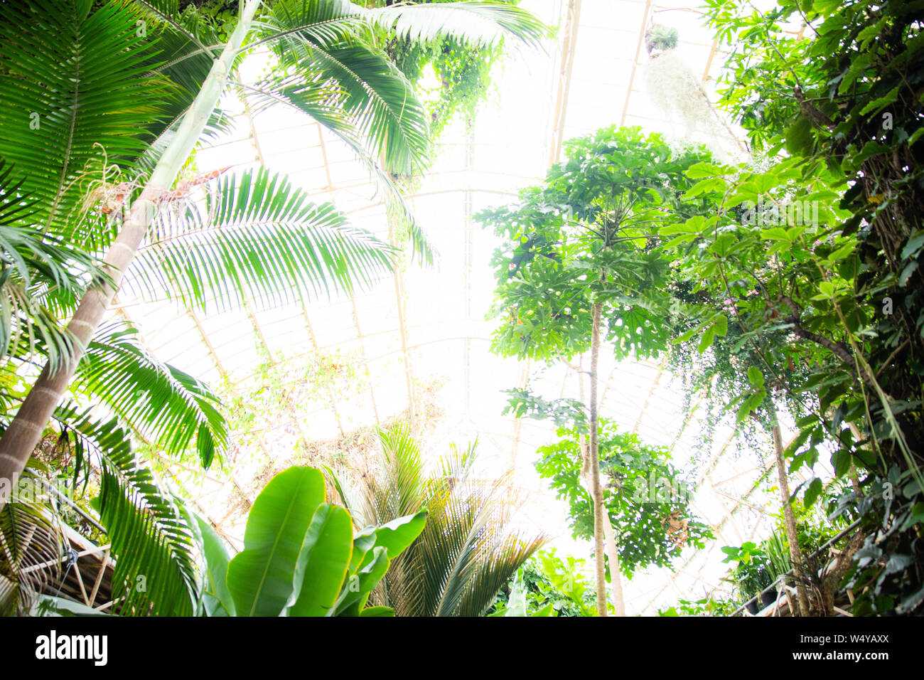 Tropical greenhouse glasshouse sunny interior full of lush green plants ...