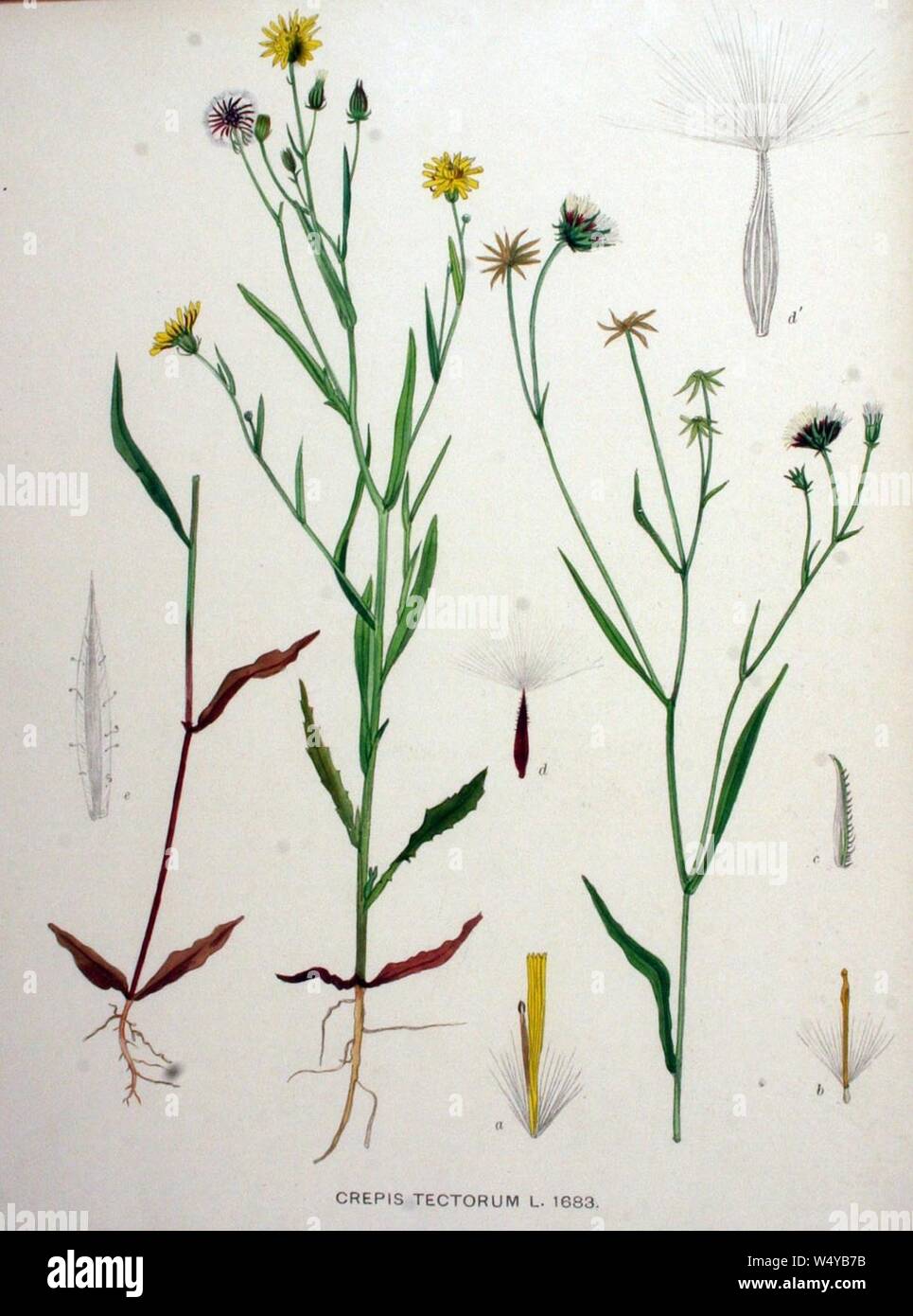Crepis tectorum illustration (02). Stock Photo