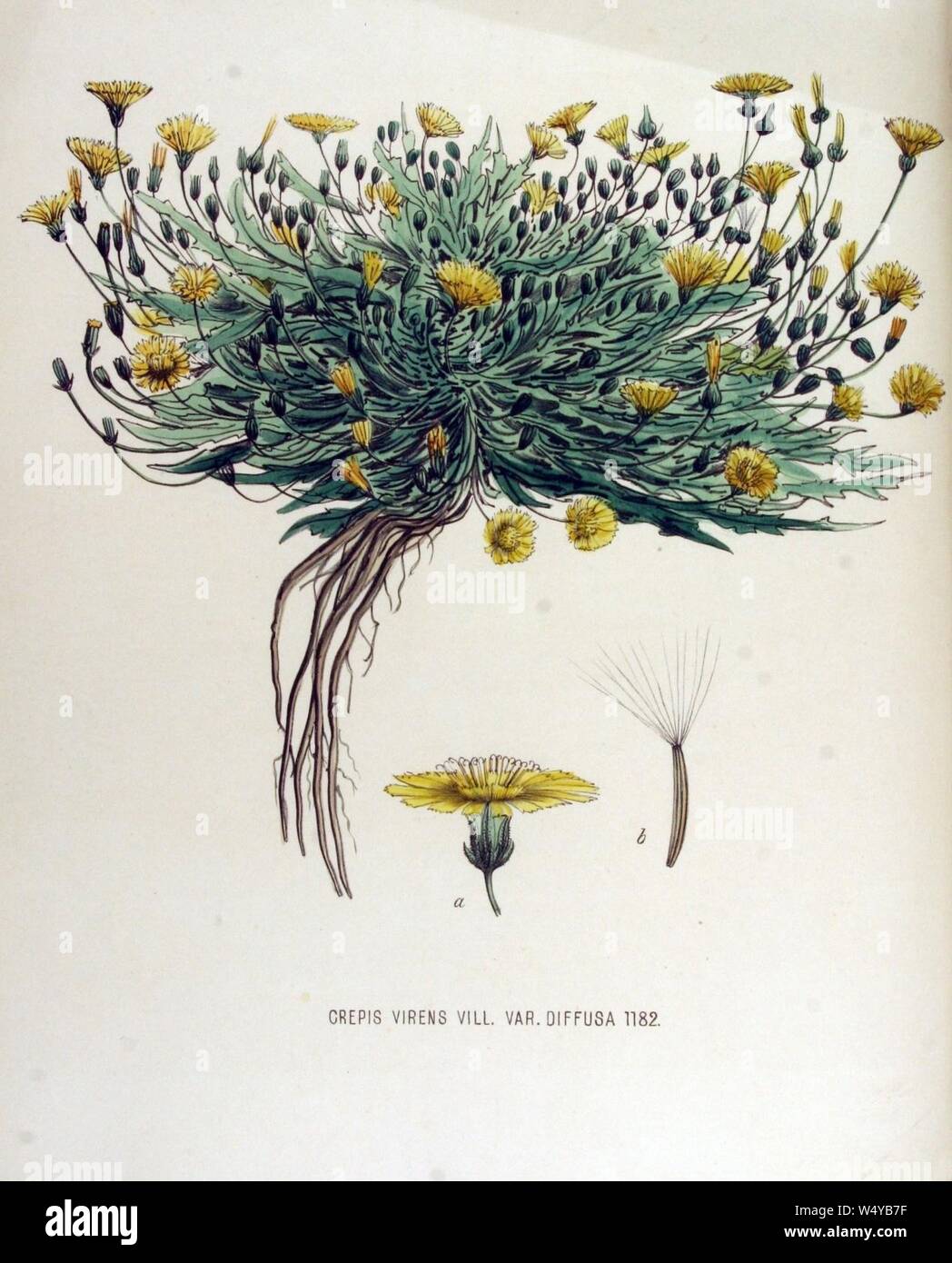 Crepis virens — Flora Batava — Volume v15. Stock Photo