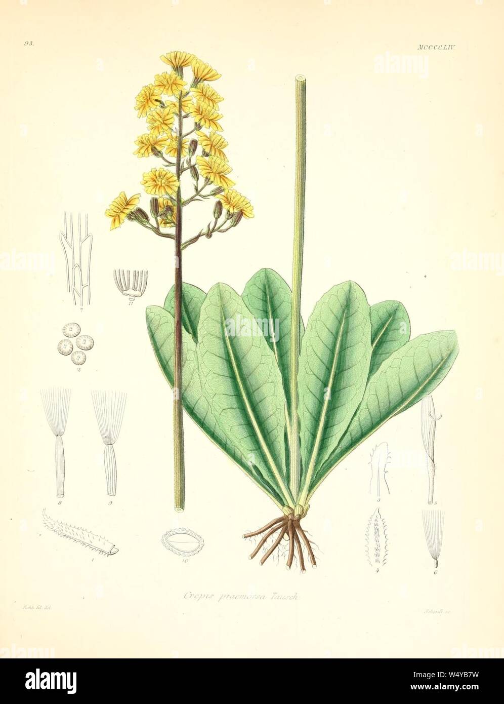 Crepis praemorsa. Stock Photo