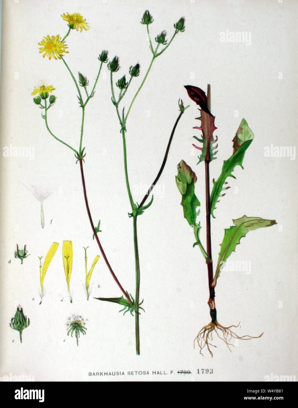 Crepis setosa plant (15). Stock Photo