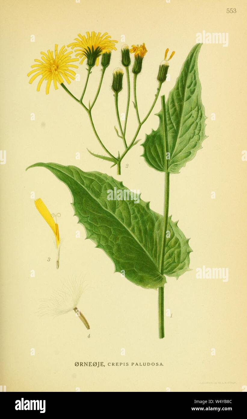 Crepis paludosa001. Stock Photo
