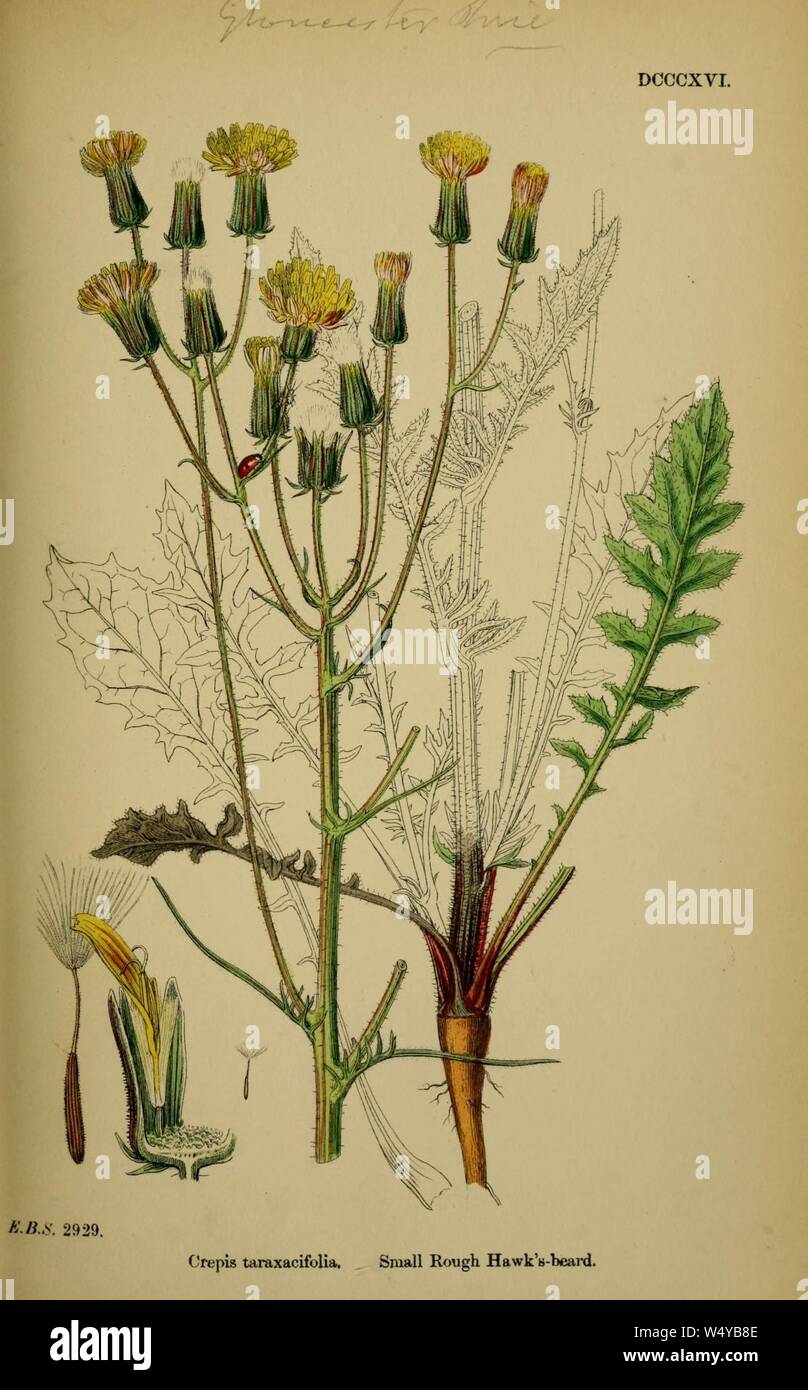 Crepis vesicaria ssp taraxacifolia. Stock Photo