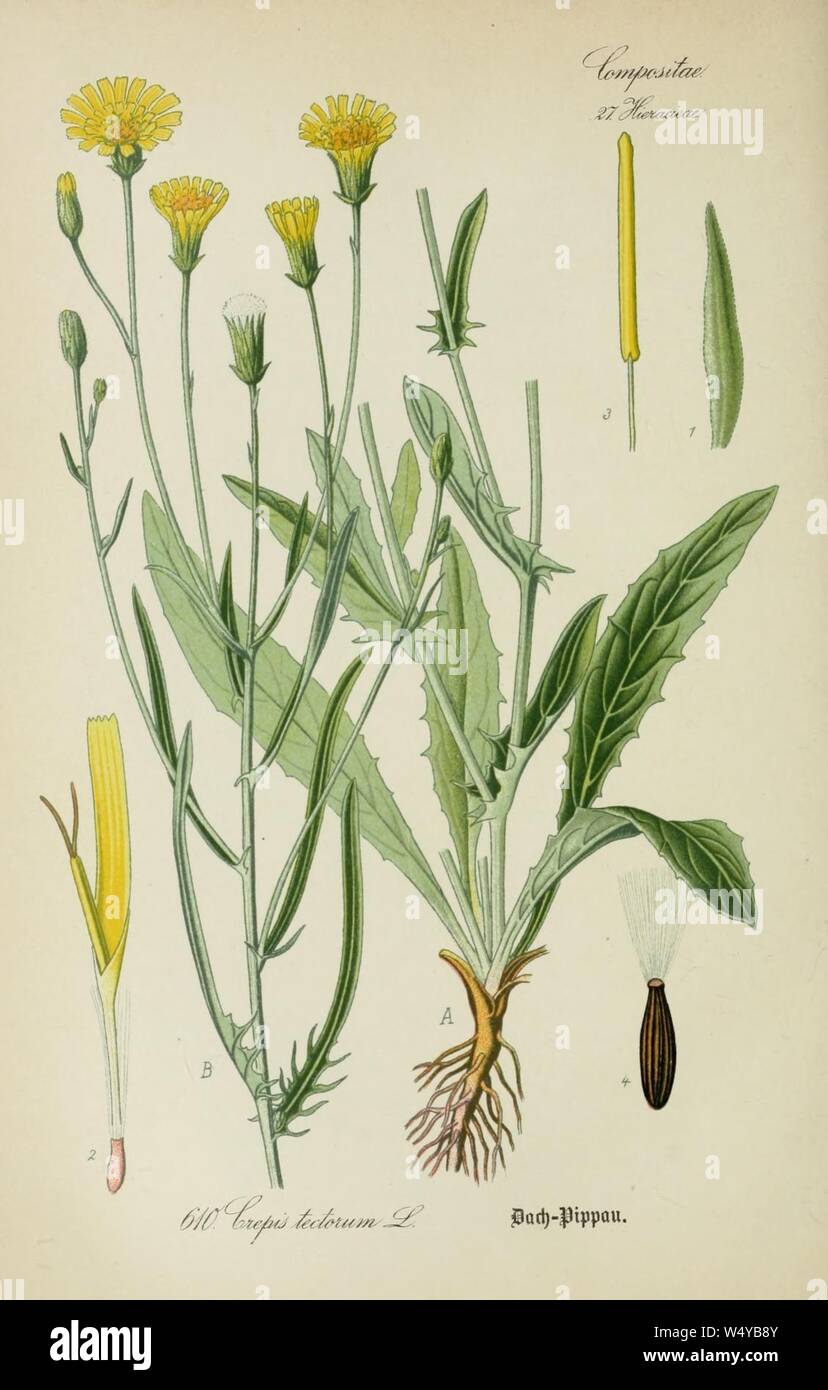 Crepis tectorum ssp tectorum. Stock Photo