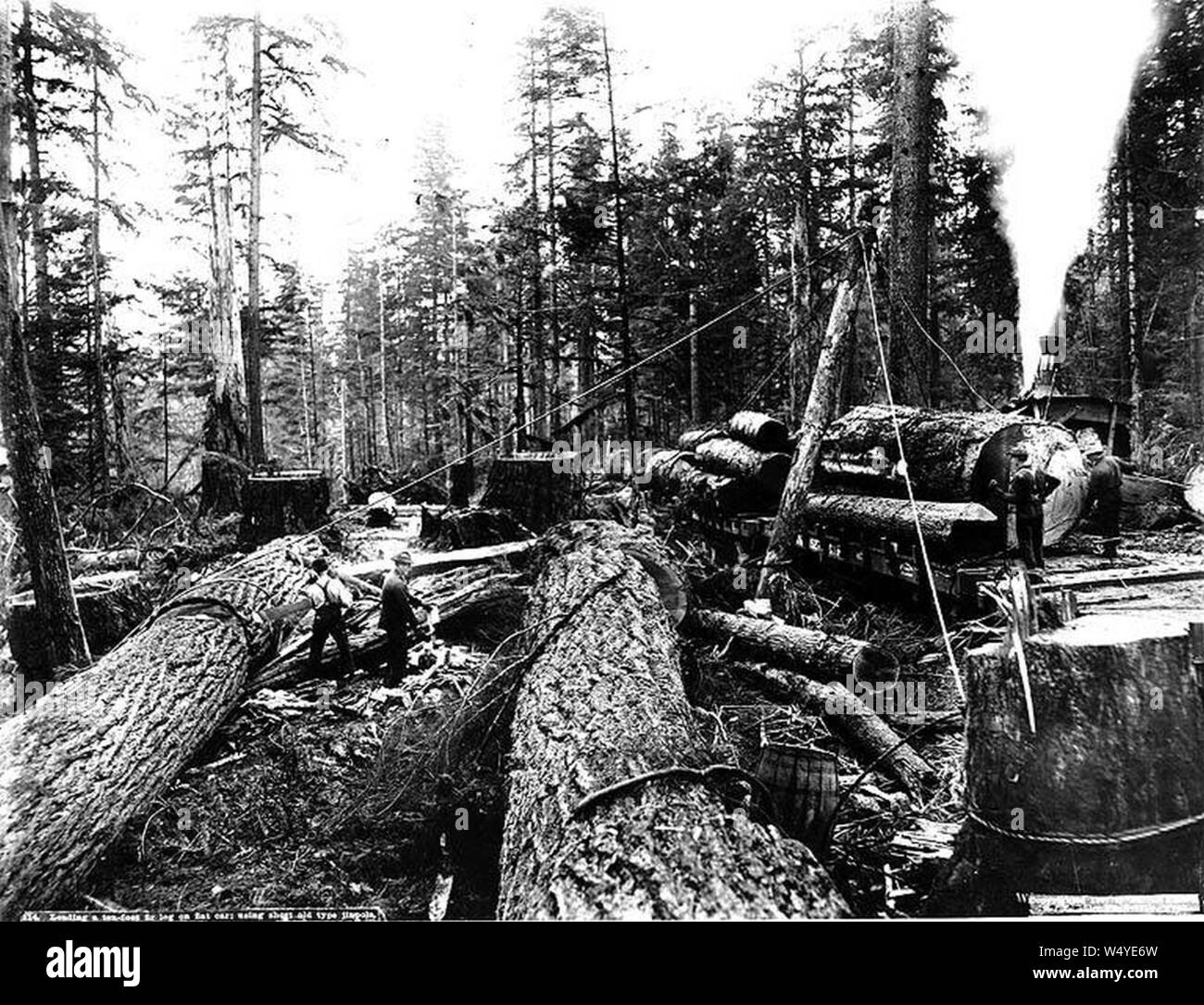 Crew loading a fir log onto a logging railroad using a ginpole and donkey engine Washington 1907 (KINSEY 2757). Stock Photo