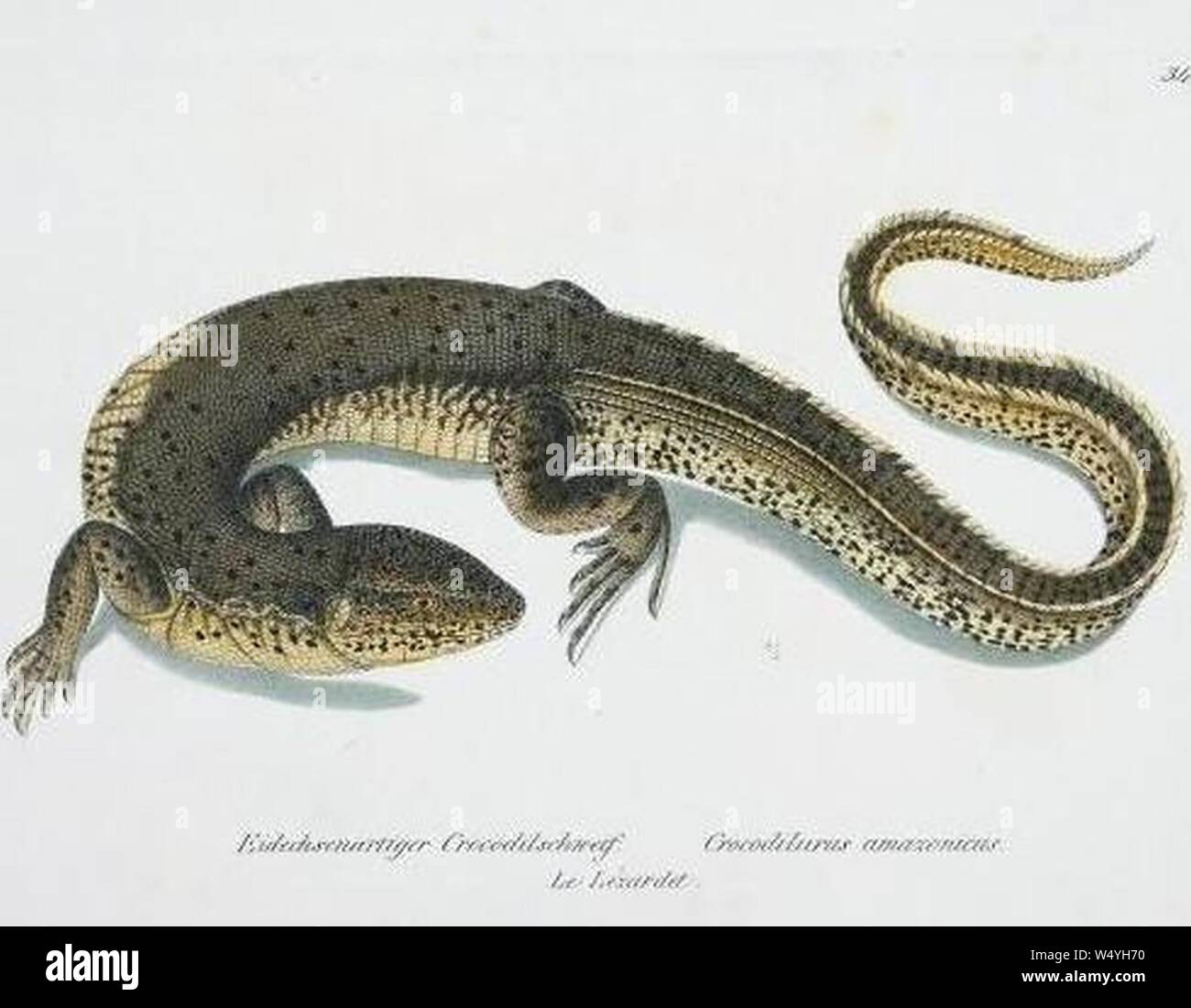 Crocodilurus amazonicus. Stock Photo