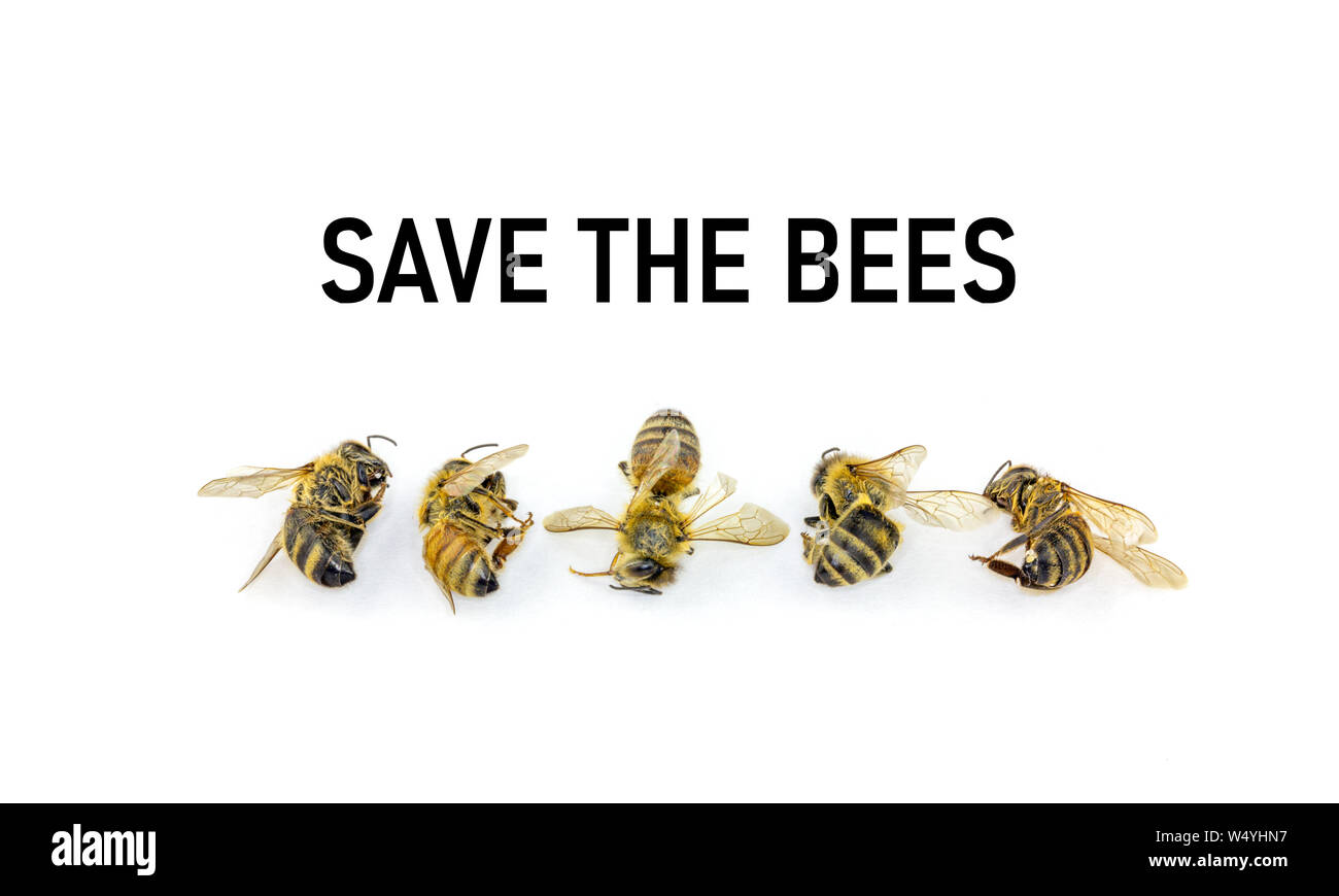 Concept illustration, Decline in Bees due to habitat destruction,  pollution and pesticide use, A line of five dead bees Stock Photo