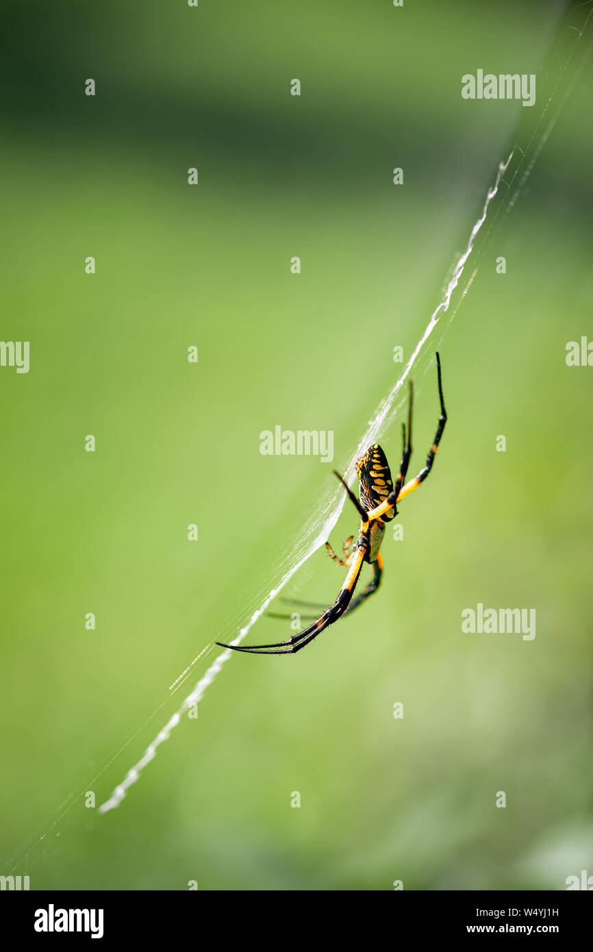 Banana spiders hires stock photography and images Alamy