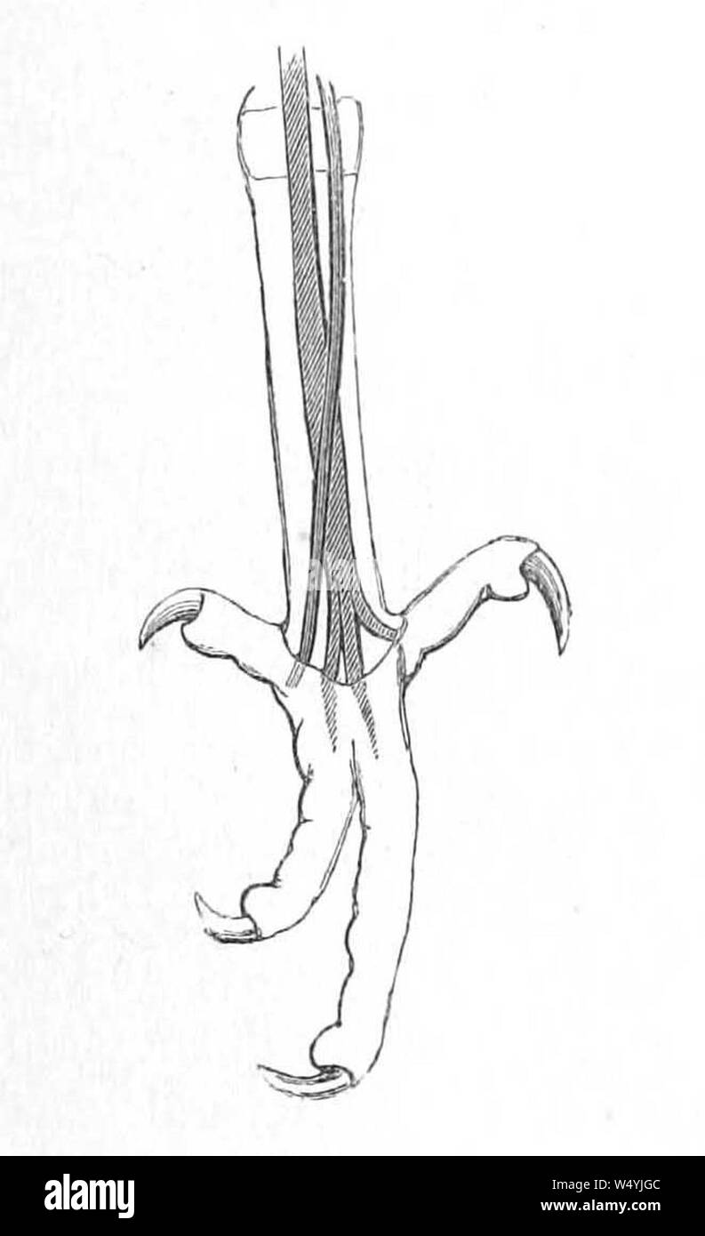 Crotophaga sulcirostris foot 1881. Stock Photo