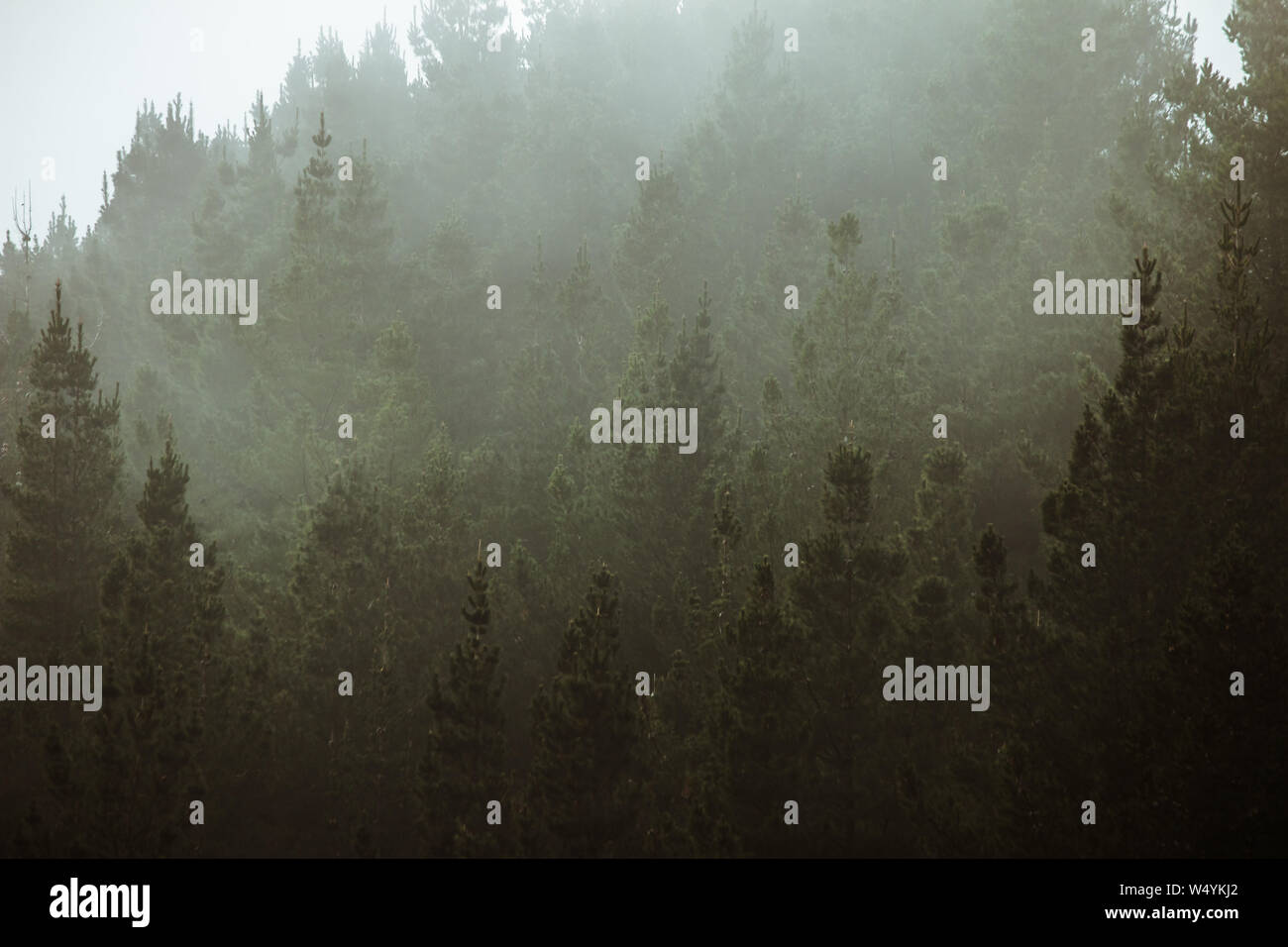 Forest with fog, foggy trees landscape in woods,dark spooky halloween ...