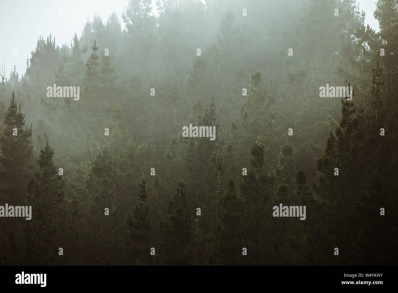 Forest With Fog Foggy Trees Landscape In Woods Dark Spooky Halloween Background Tree Surrounded By Mist Environment And Weather Concept Stock Photo Alamy Forest With Fog Foggy Trees Landscape In Woods Dark Spooky Halloween Background Tree Surrounded By Mist Environment And Weather Concept Stock Photo Alamy