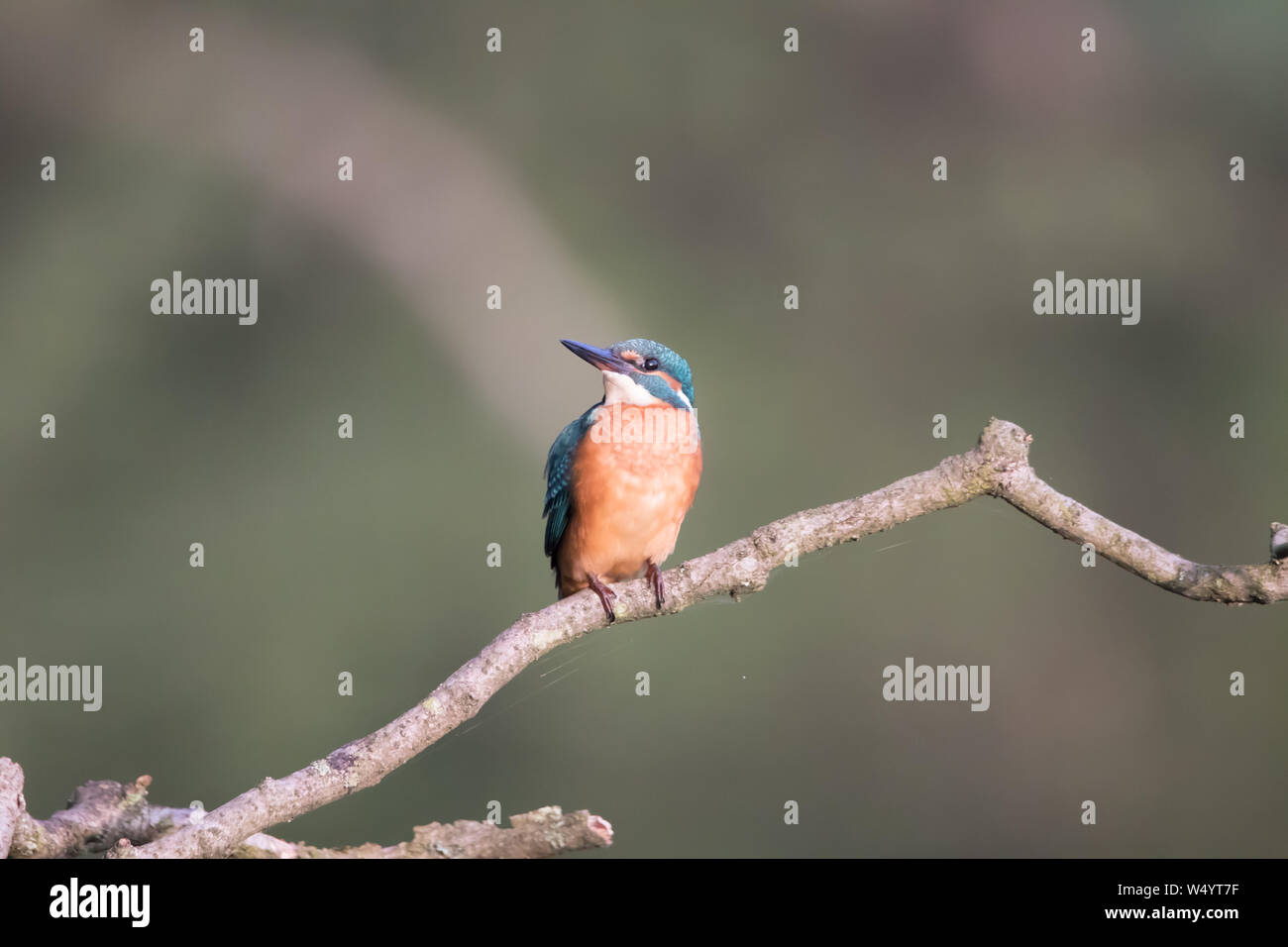 A young king fisher bird sits on his favourite perch Stock Photo