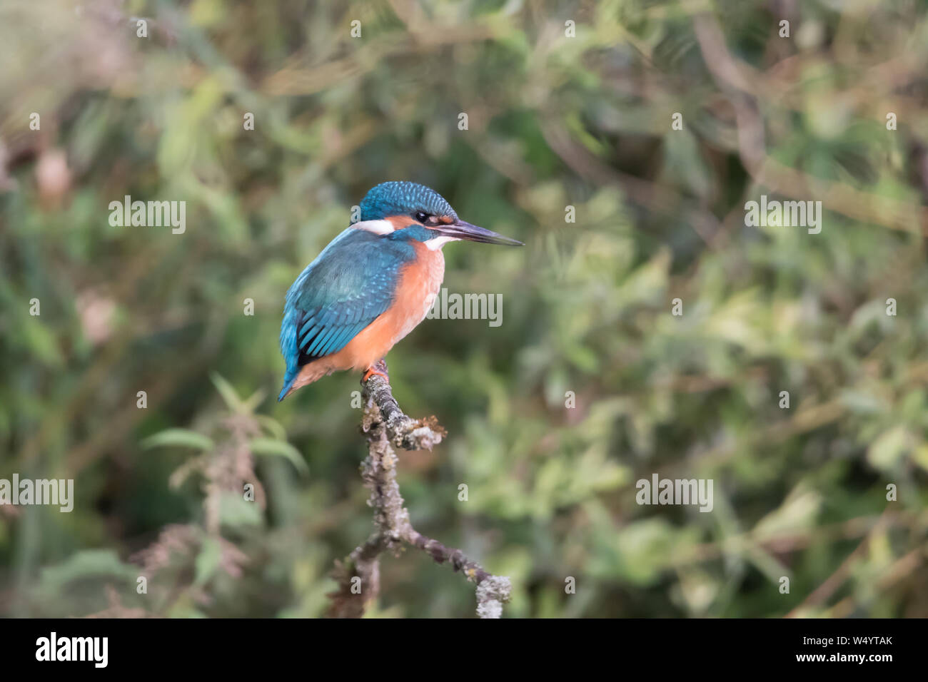 A king fisher bird snaps for a fish Stock Photo