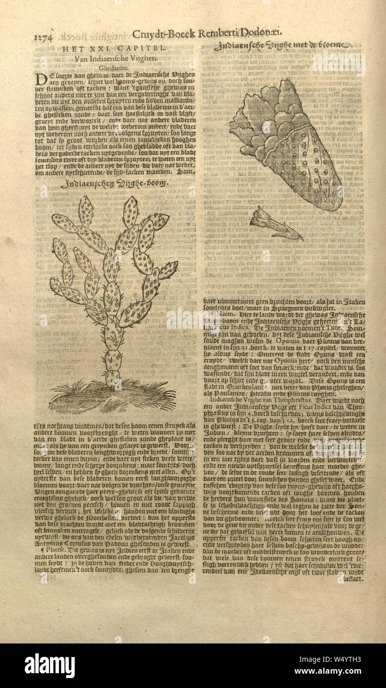 cruydt-boeck-remberti-dodonaei-volghens-sijne-laetste-verbeteringhe-page-1274-W4YTH3.jpg
