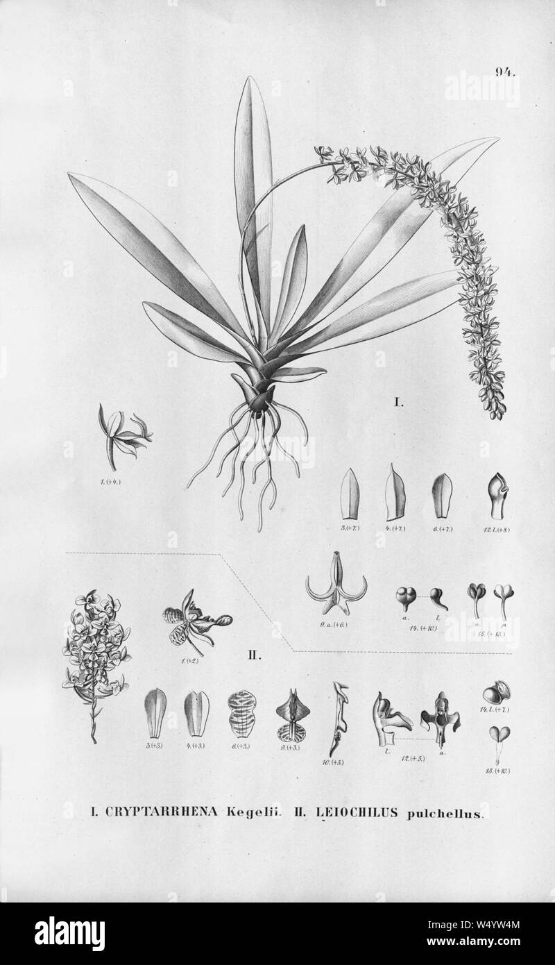 Cryptarrhena kegelii - Gomesa pulchella (as Leochilus pulchellus) - Fl.Br. 3-6-94. Stock Photo