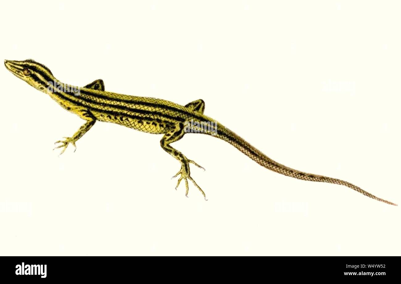 Cryptoblepharus boutonii hi-res stock photography and images - Alamy