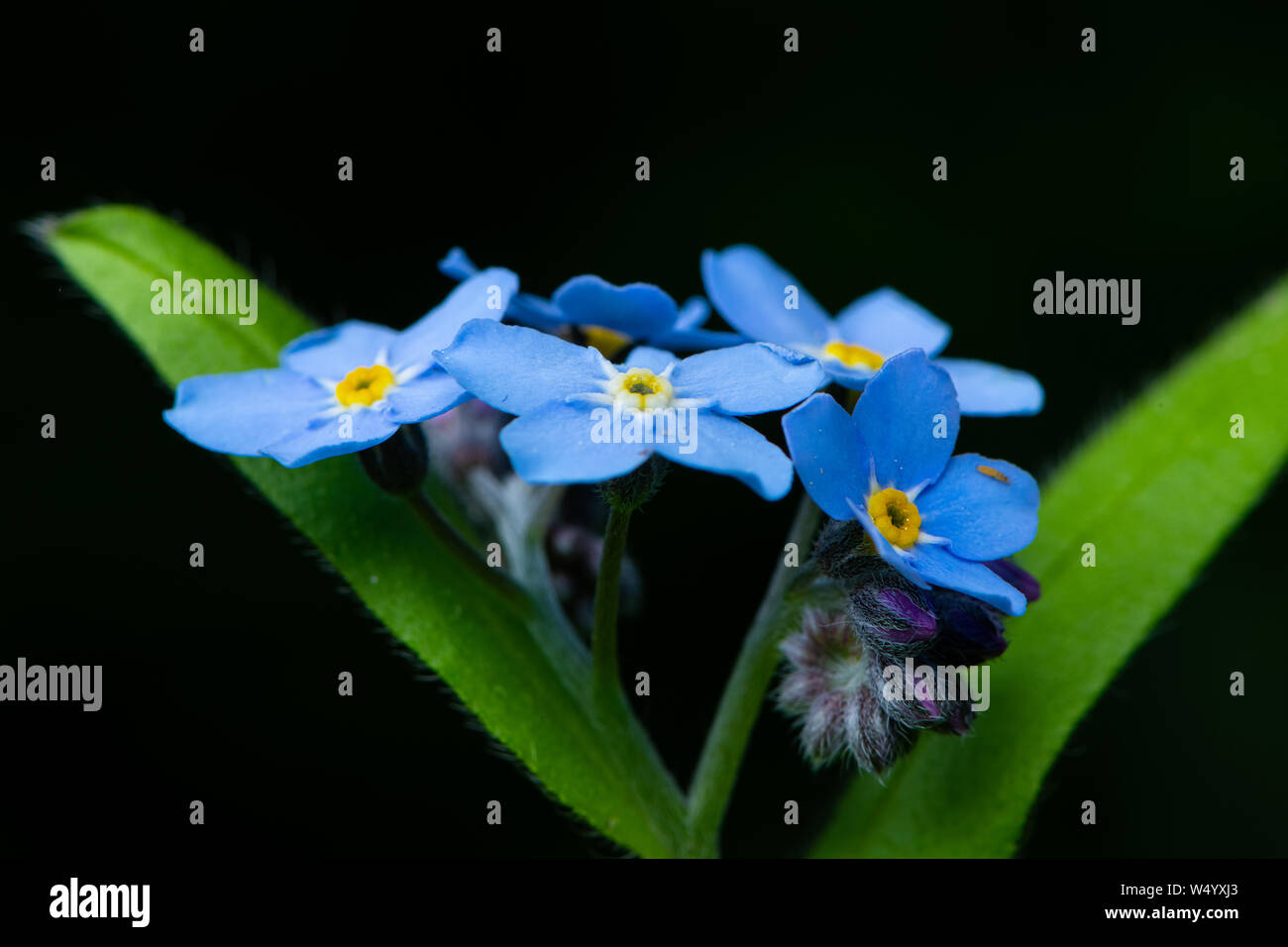 Closeup of the blossoms of a forget me not flower (Myosotis, Boraginaceae) Stock Photo