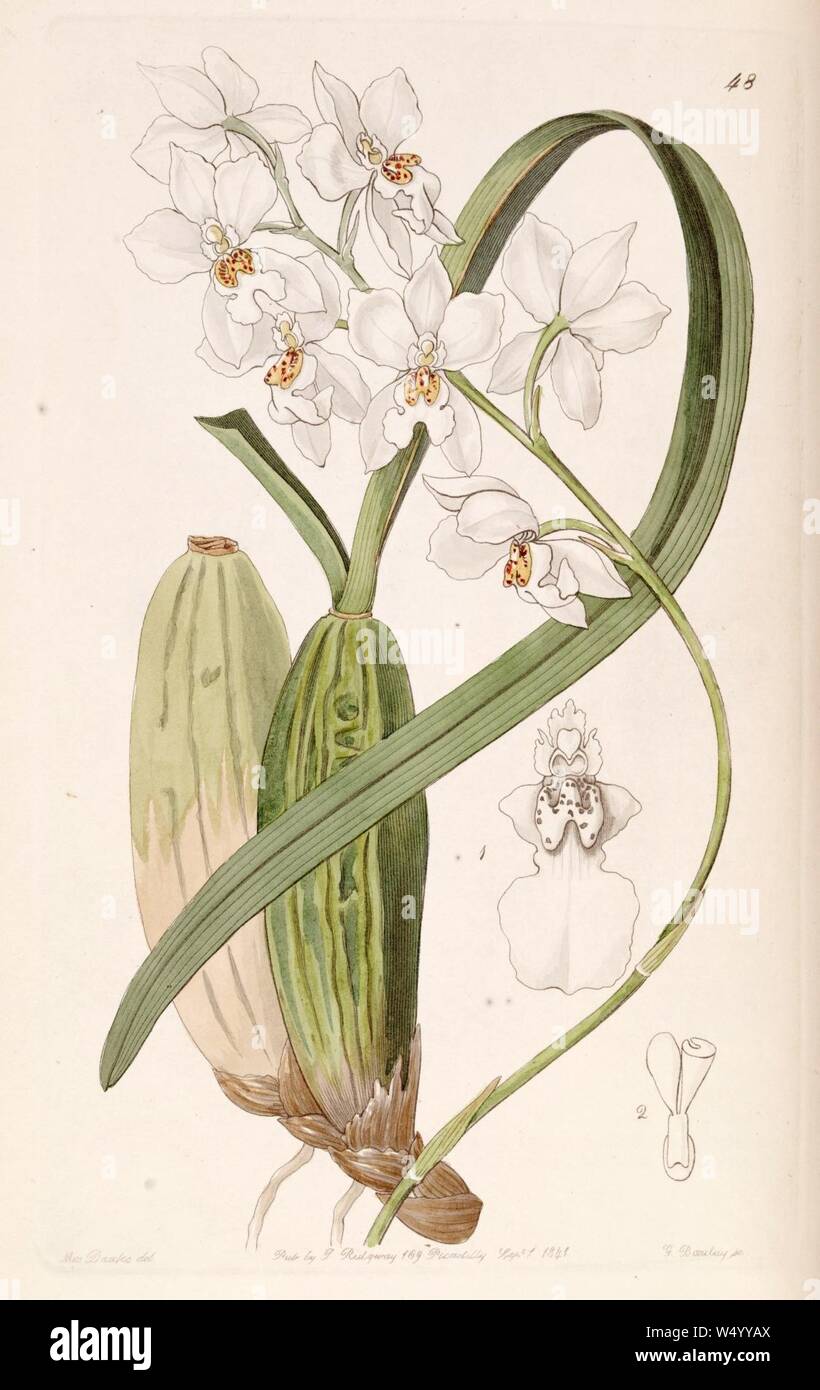 Cuitlauzina pulchella or Odontoglossum pulchellum or Osmoglossum pulchellum - Edwards vol 27 (NS 4) pl 48 (1841). Stock Photo