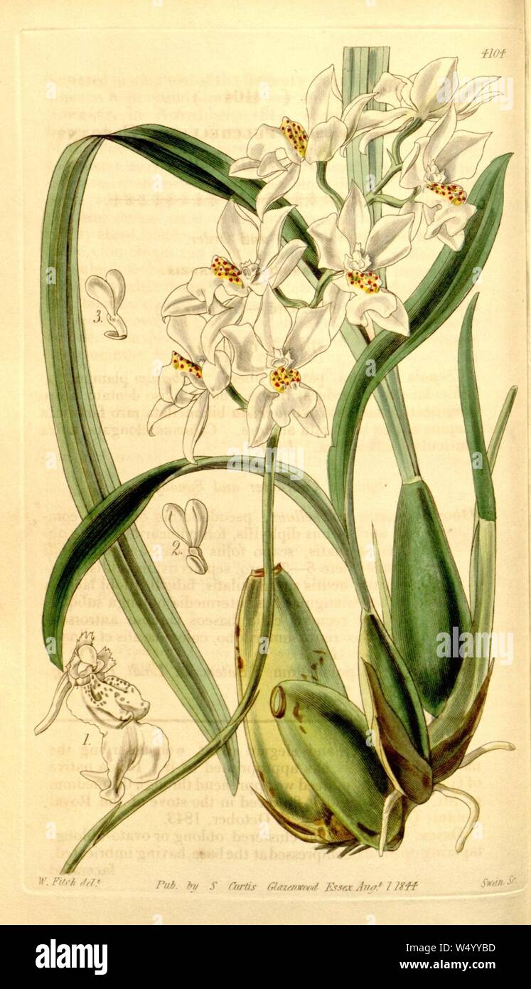 Cuitlauzina pulchella (as Odontoglossum pulchellum) - Curtis' 70 (N.S. 17) pl. 4104 (1844). Stock Photo