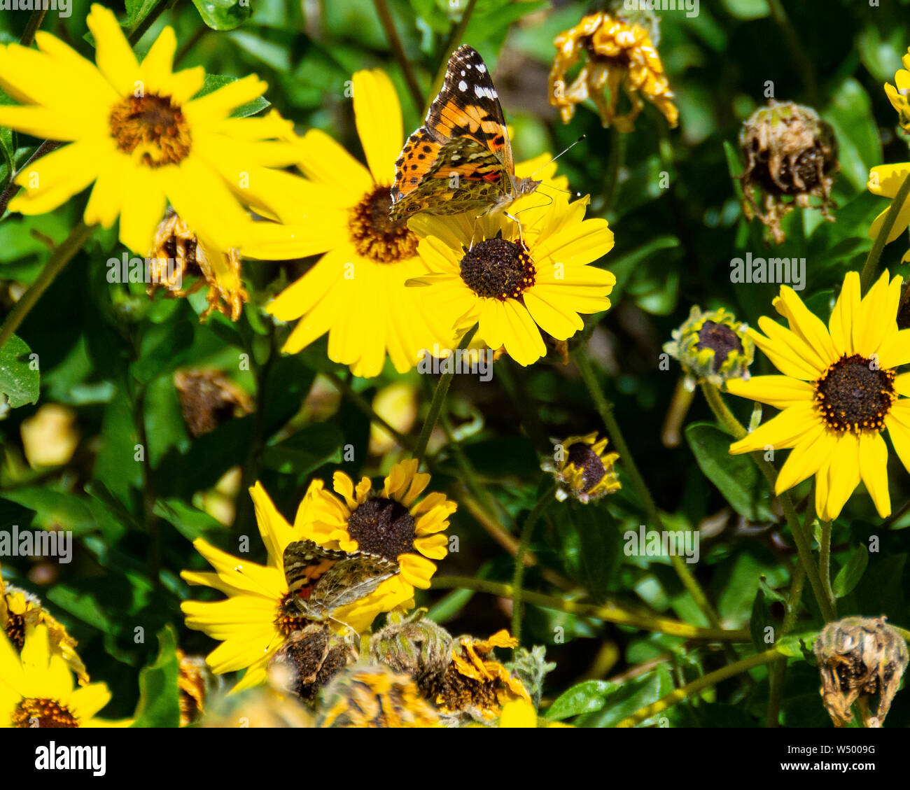 Closeup of a Painted Lady Butterfly perched on a California brittlebush flower. Stock Photo