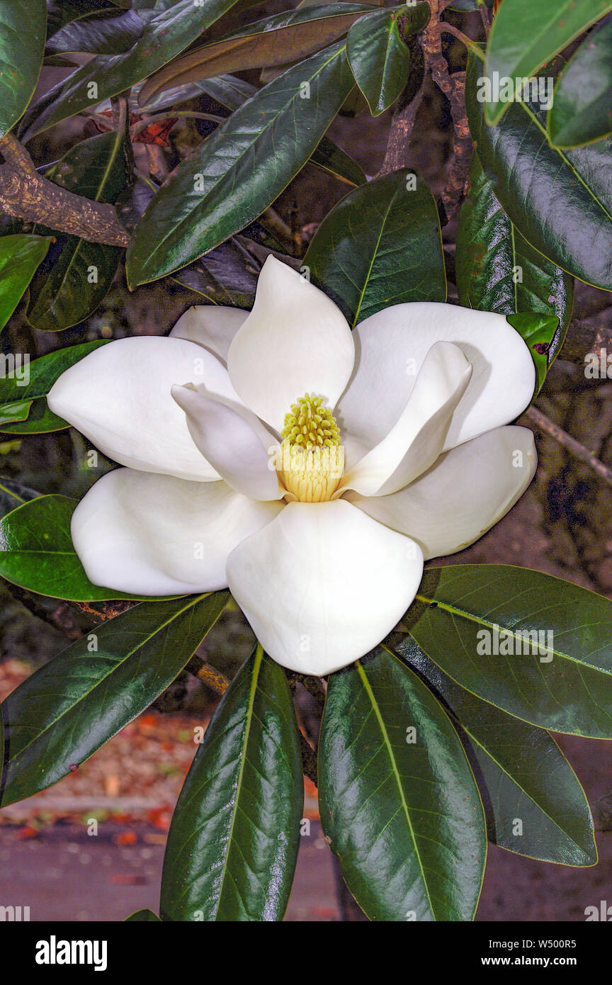 Bull Bay Tree High Resolution Stock Photography and Images Alamy