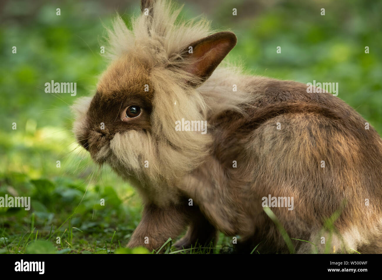 A brown cute dwarf rabbit (lions head) resting in the grass Stock Photo