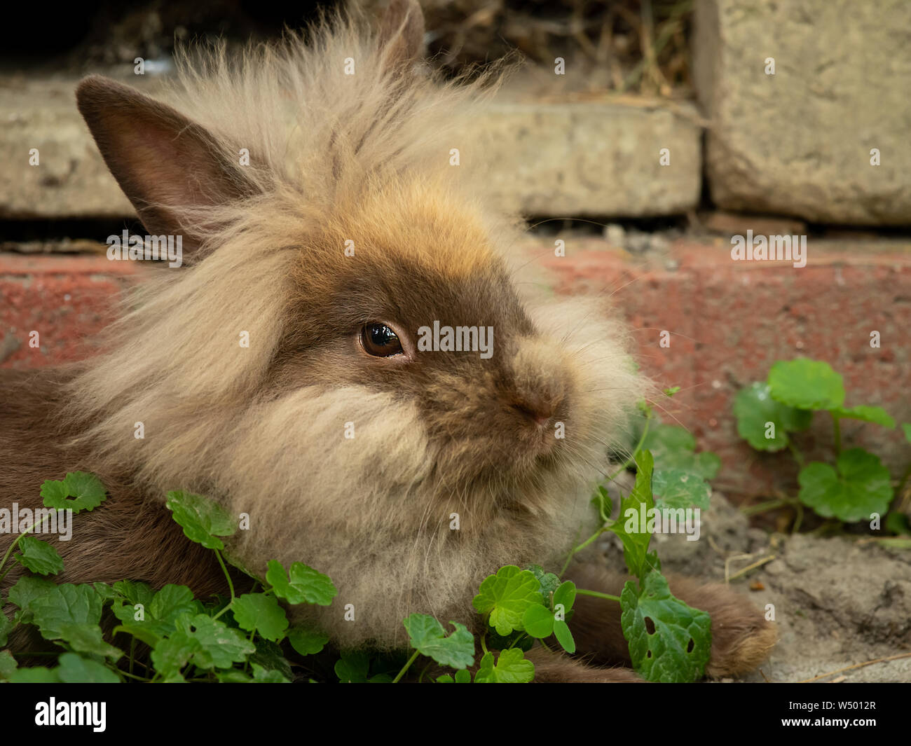 A brown cute dwarf rabbit (lions head) resting in the grass Stock Photo