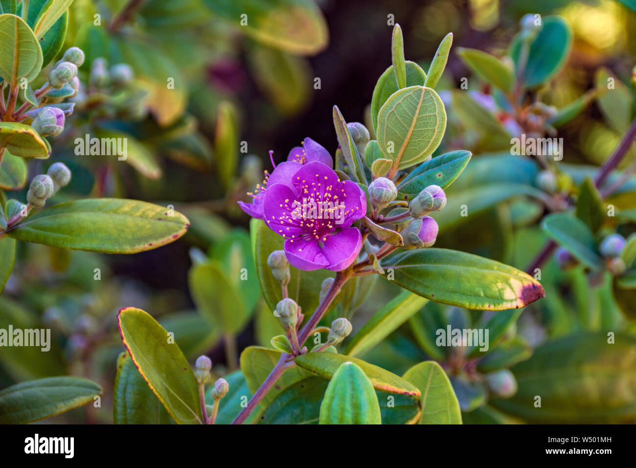 Closeup of the flowers of the Ceylon Hill Gooseberry bush Stock Photo