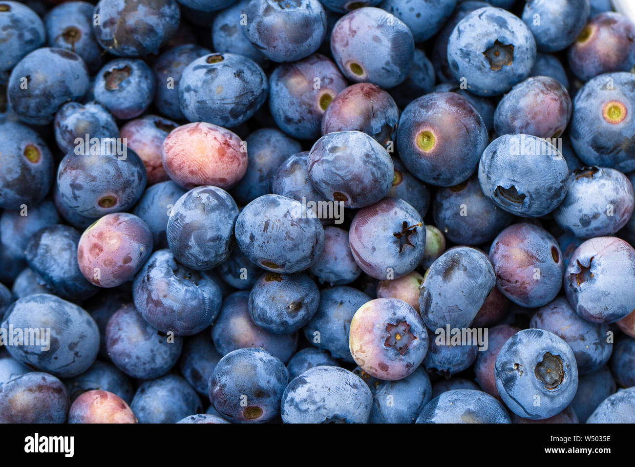 a bunch of blueberries together close up Stock Photo Alamy