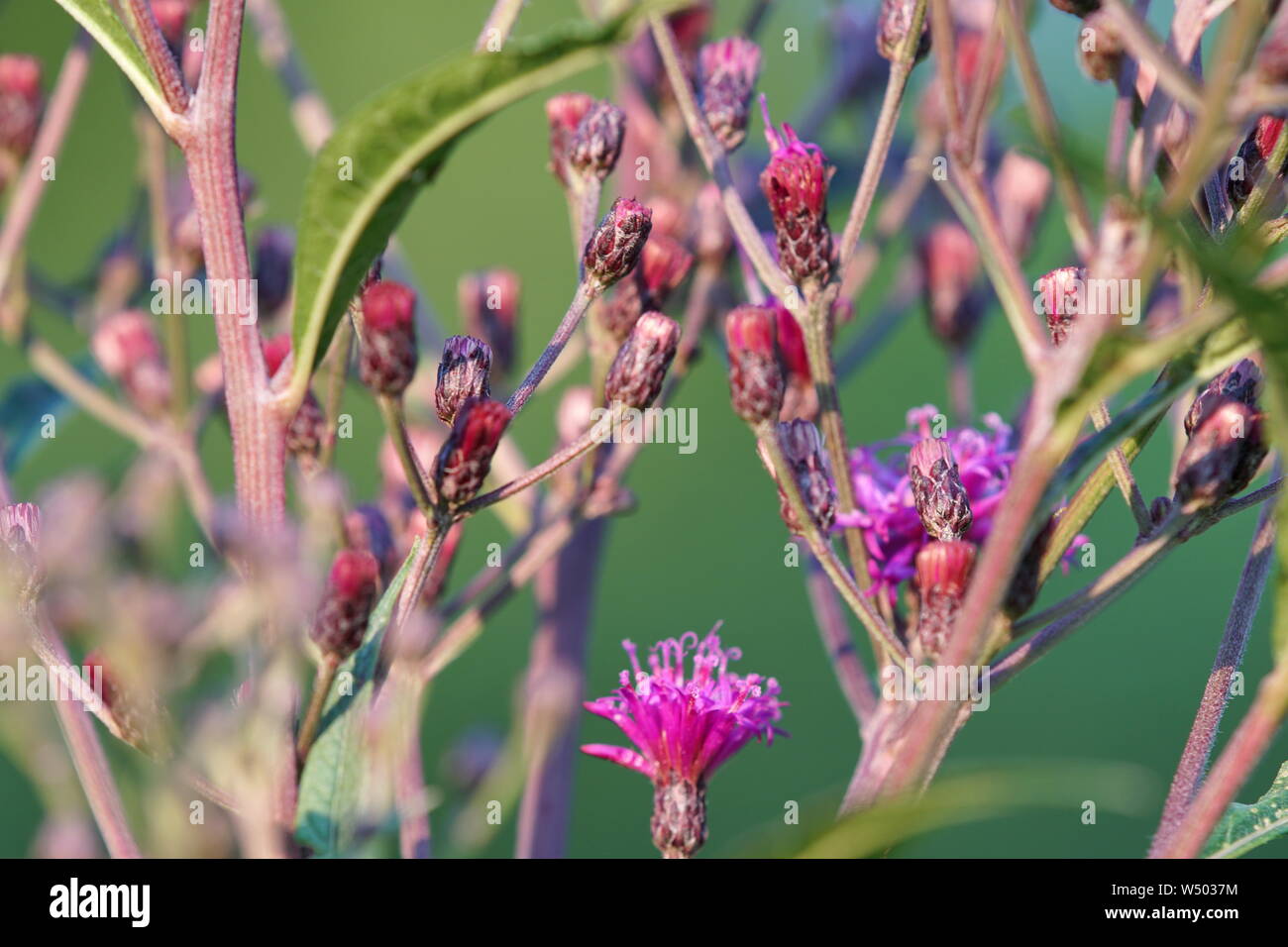 Purple wildflowers hi-res stock photography and images - Alamy