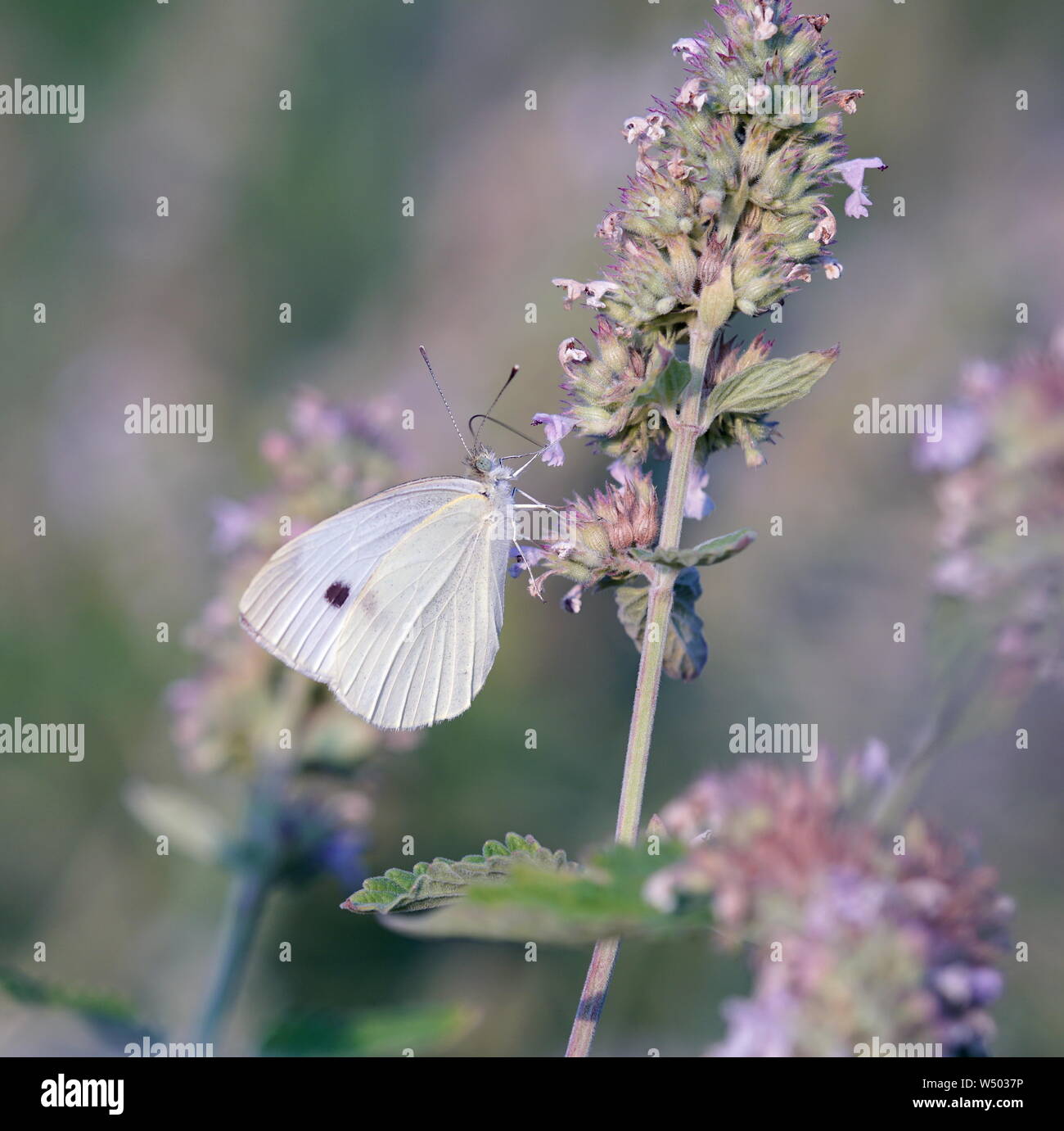 White butterfly searching collecting nectar from mint plant flowers Stock Photo