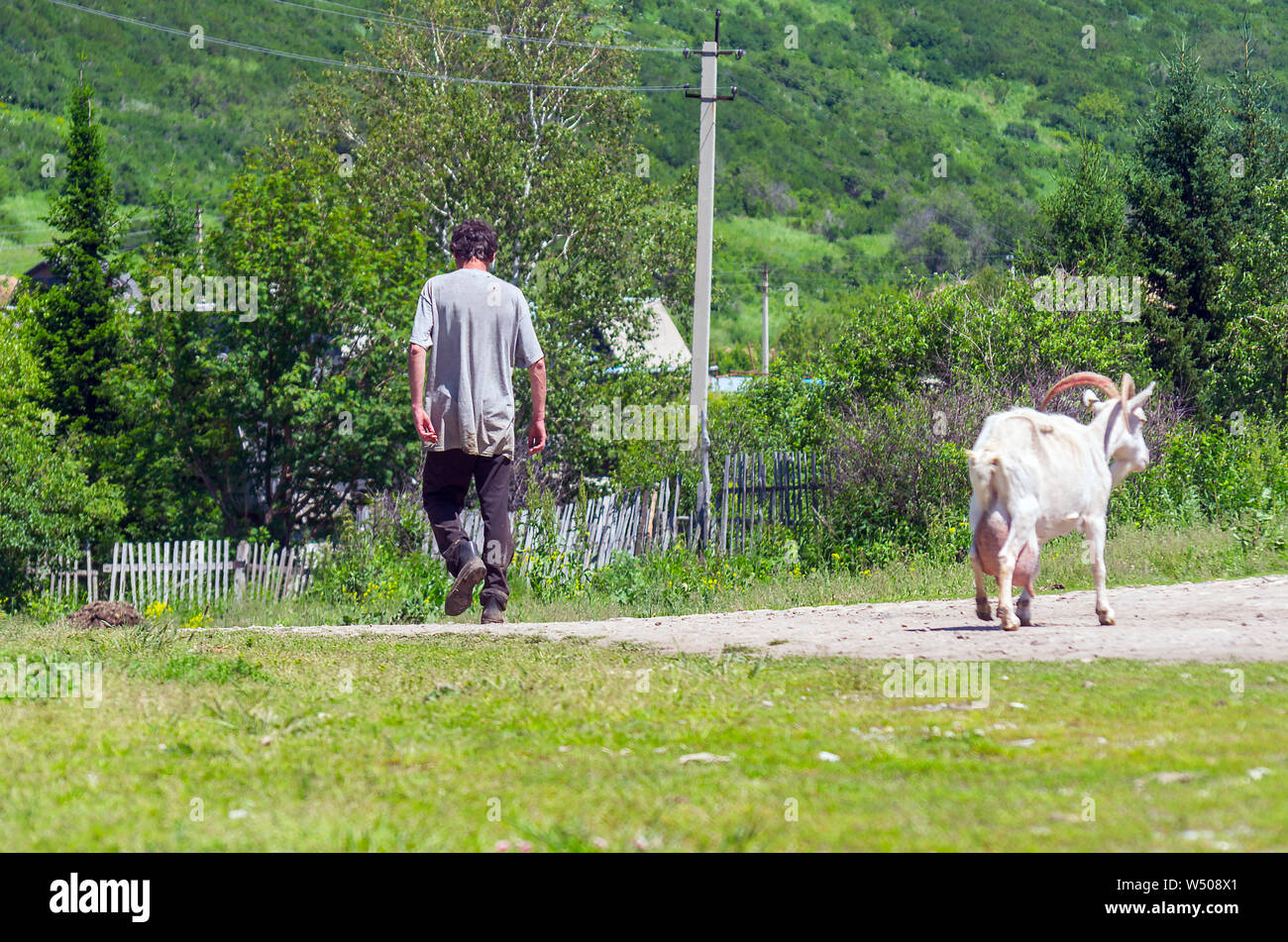 A Farm Worker Going Down the Rural Road and a White Nanny Goat Going Opposite Way on a Sunny Summer Day. Stock Photo