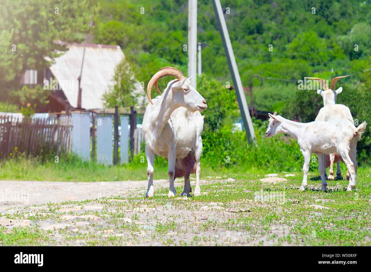 Two Domestic White Nanny Goats or Does (Capra Aegagrus Hircus) and a Goat Kid on a Rural Road in the Village on a Sunny Summer Day. Stock Photo