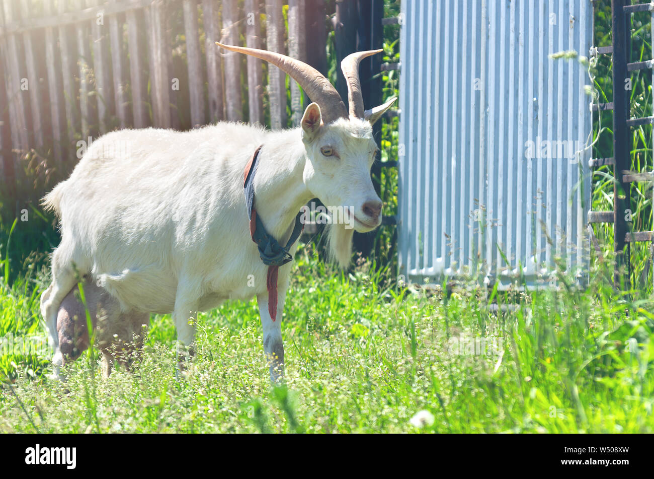 The Domestic White Nanny Goat or Doe (Capra Aegagrus Hircus) With Handmade Collar Walking Along the Fence in a Rural Area on a Sunny Summer Day. Stock Photo