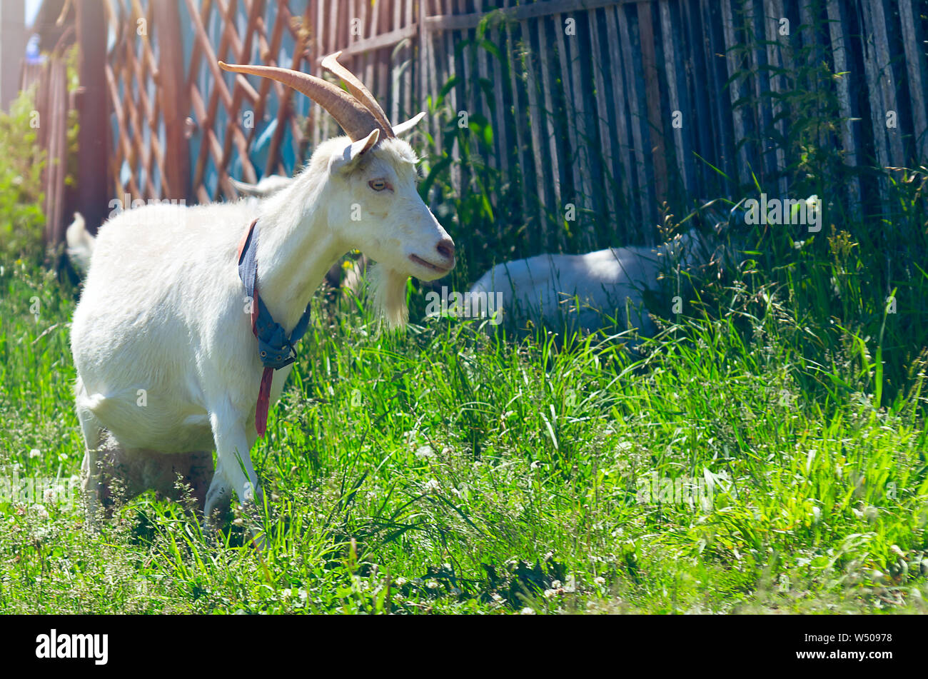 The Domestic White Nanny Goat or Doe (Capra Aegagrus Hircus) with Handmade Collar Walking Along the Fence in Rural Area While a Goat Kid Hiding in the Stock Photo
