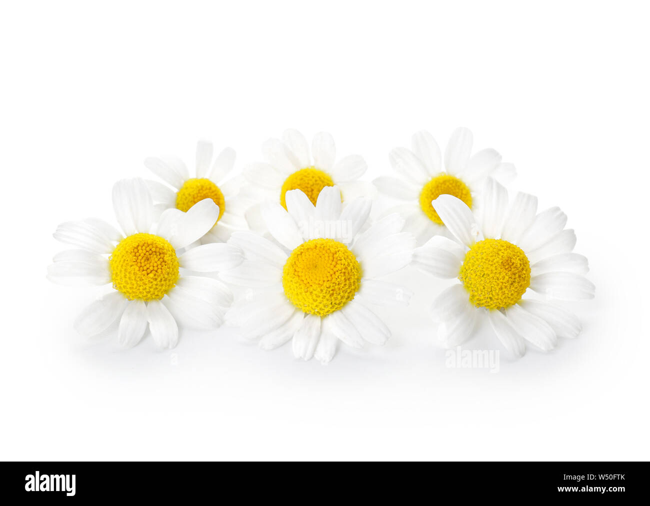 Beautiful Chamomile Flowers On White Background Stock Photo - Alamy