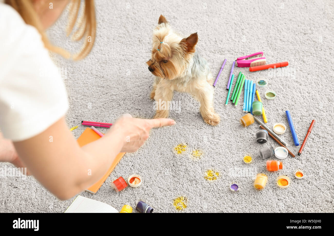 Owner scolding naughty dog for carpet messing up with paints Stock Photo