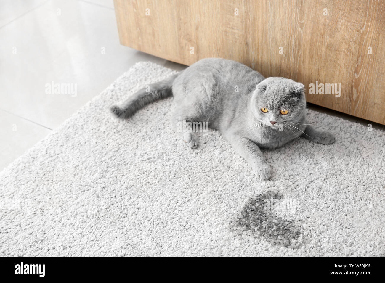 Cute cat near wet spot on carpet Stock Photo Alamy
