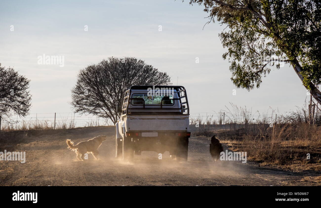 Two dogs chase a farm vehicle on a dusty dirt road image in landscape format Stock Photo