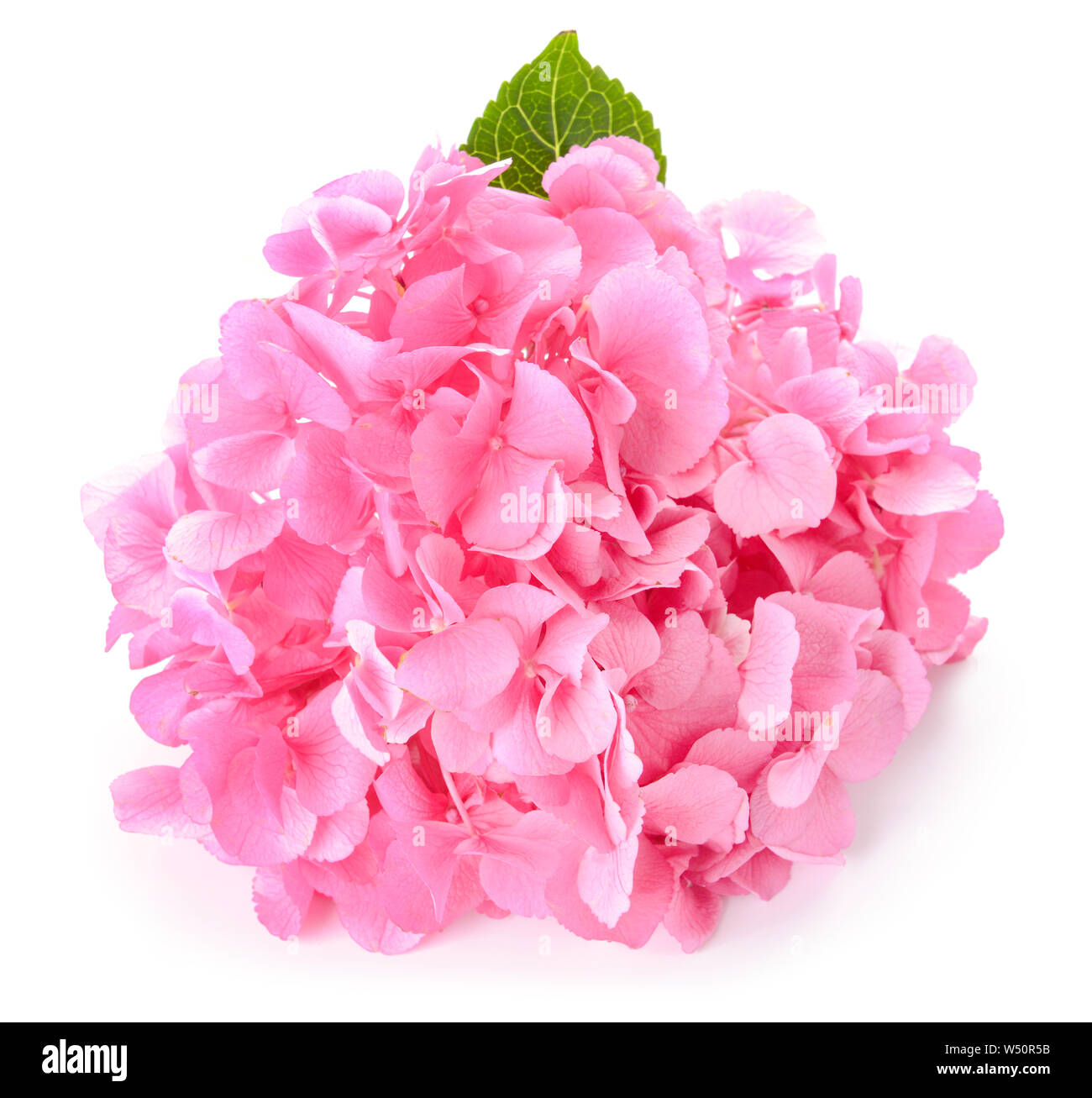 Beautiful hydrangea flowers on white background Stock Photo - Alamy