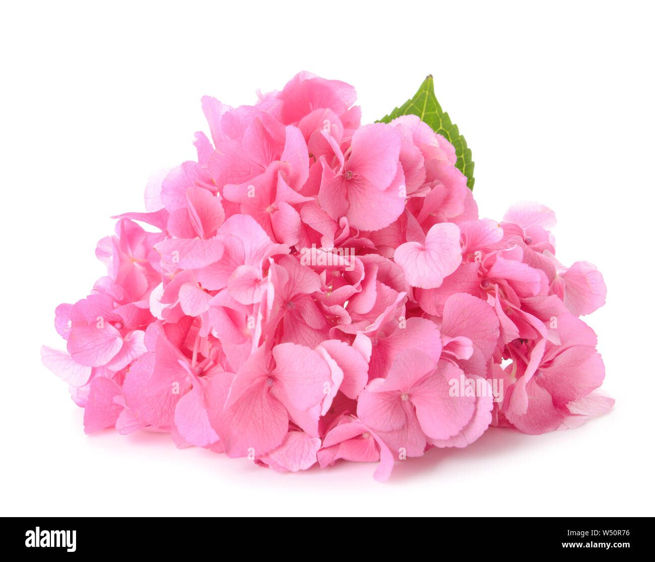 Beautiful hydrangea flowers on white background Stock Photo - Alamy