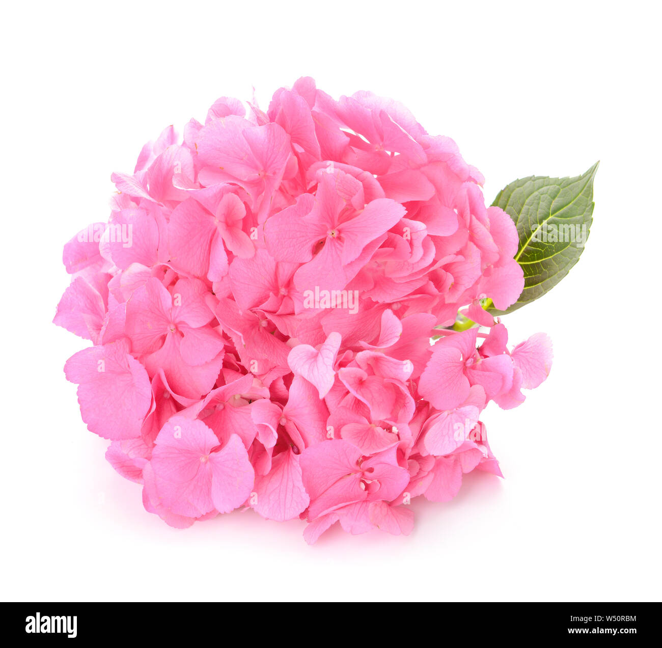 Beautiful hydrangea flowers on white background Stock Photo - Alamy