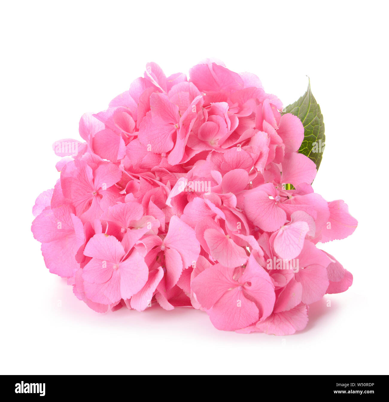 Beautiful hydrangea flowers on white background Stock Photo - Alamy