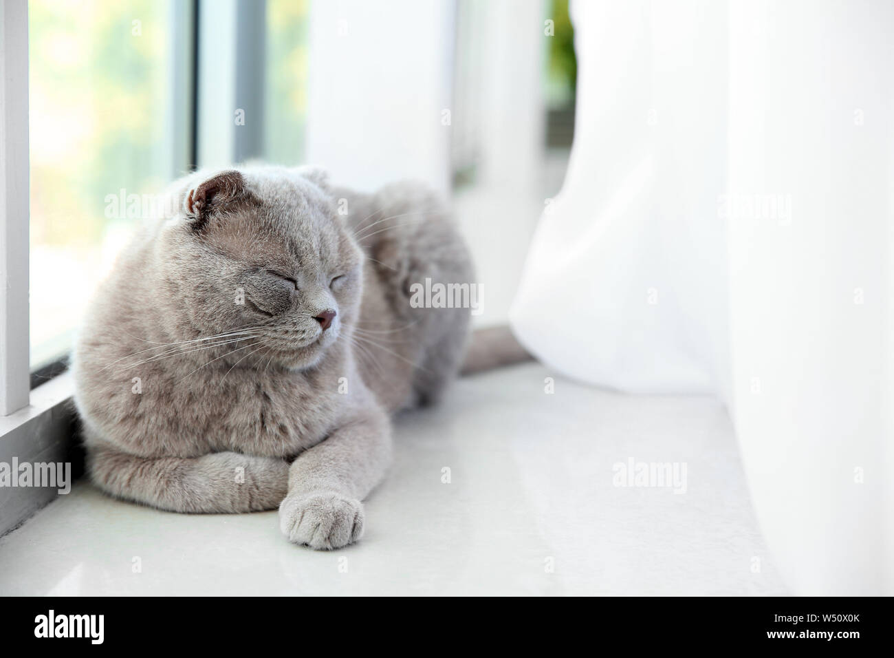 Cute cat on window sill at home Stock Photo - Alamy