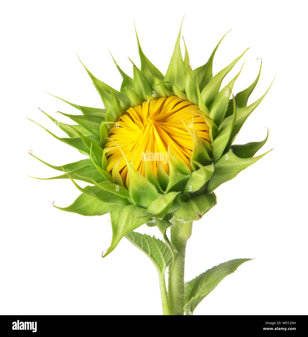 Beautiful sunflower on white background Stock Photo - Alamy