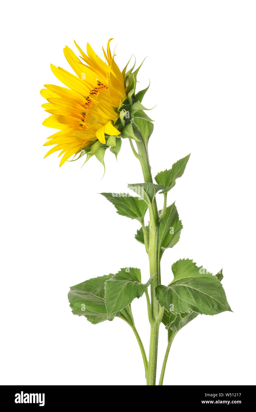 Beautiful sunflower on white background Stock Photo - Alamy