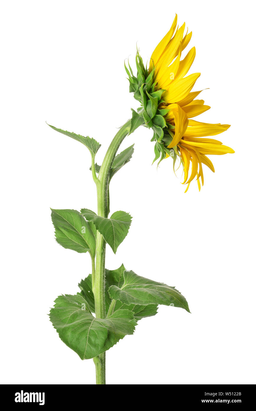 Beautiful sunflower on white background Stock Photo - Alamy