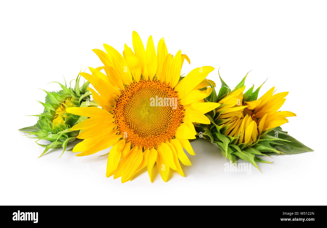 Beautiful sunflowers on white background Stock Photo - Alamy