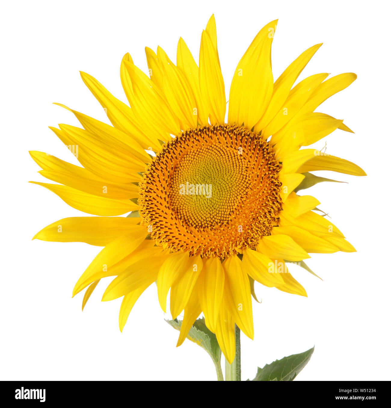 Beautiful sunflower on white background Stock Photo - Alamy